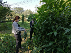 phrae 14122564 4